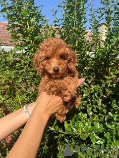 Photo №2 de l'annonce № 117614 de la vente caniche (jouet) - acheter à Serbie éleveur