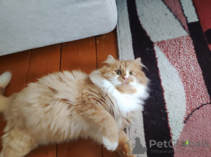 Photo №2 de l'annonce № 130358 de la vente  - acheter à Biélorussie 