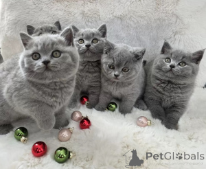 Photo №1. british shorthair - à vendre en ville de Porto | négocié | Annonce № 173062
