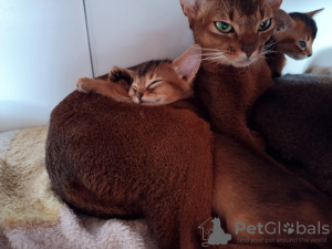 Photo №3. chatons abyssins. Estonie