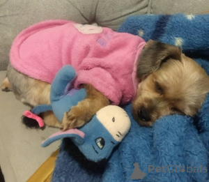 Photo №3. Potty Formed Adorable Yorkshire. Espagne