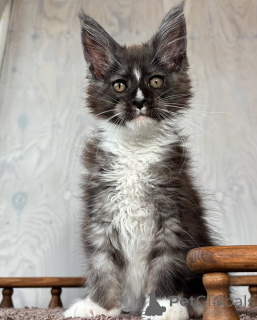 Photo №2 de l'annonce № 155700 de la vente maine coon - acheter à Grèce annonce privée