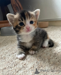 Photo №1. munchkin - à vendre en ville de Dormage | 350€ | Annonce № 149730