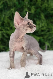 Photo №1. devon rex - à vendre en ville de Gotha | 350€ | Annonce № 173522
