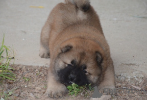 Photo №2 de l'annonce № 174982 de la vente chow-chow - acheter à Allemagne 