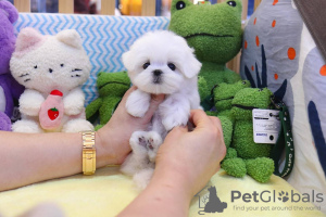 Photo №1. bichon maltais - à vendre en ville de Stockholm | Gratuit | Annonce №84885