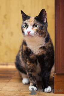 Photo №4. Je vais vendre  en ville de Rivière moscou. annonce privée - prix - Gratuit