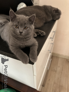 Photo №2 de l'annonce № 52770 de la vente scottish straight - acheter à Pologne annonce privée