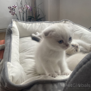 Photo №2 de l'annonce № 168494 de la vente scottish fold - acheter à Allemagne annonce privée