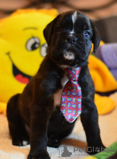 Photo №2 de l'annonce № 14212 de la vente boxer - acheter à Biélorussie annonce privée, de la fourrière, éleveur