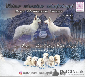 Photo №1. berger blanc suisse - à vendre en ville de Павлодар | 615€ | Annonce №40310