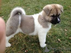 Photo №4. Je vais vendre akita (chien) en ville de Noirs. annonce privée, éleveur - prix - 800€