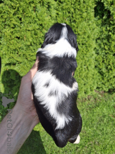 Photos supplémentaires: Chiots Cavalier King Charles Spaniel.