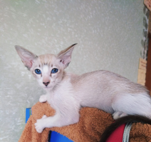 Photo №1. chat de seychelles - à vendre en ville de Samara | 250€ | Annonce № 6286