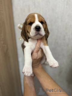 Photo №1. beagle - à vendre en ville de Tachkent | 473€ | Annonce №114927