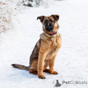 Photo №3. Arya intelligent est à la recherche d'une maison!. Fédération de Russie