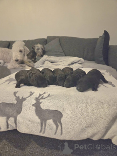 Photo №1. bedlington terier - à vendre en ville de Mauvais soden-smelmünster | négocié | Annonce №166362