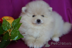 Photo №4. Je vais vendre spitz nain en ville de Москва. éleveur - prix - 431€