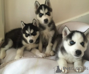 Photo №1. husky de sibérie - à vendre en ville de Biefeld | 1000€ | Annonce №161549