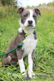 Photo №2 de l'annonce № 114782 de la vente american staffordshire terrier - acheter à Fédération de Russie annonce privée