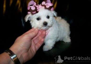 Photo №1. maltipu - à vendre en ville de Helsinki | négocié | Annonce №156888