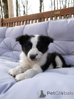 Photo №1. border collie - à vendre en ville de Paris | Gratuit | Annonce №138664