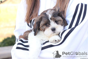 Photo №3. chiots shih tzu disponibles à partir de 4 semaines. Allemagne