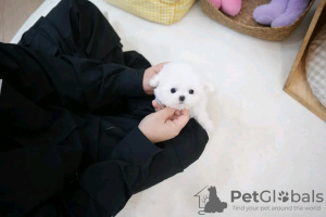 Photo №1. bichon maltais - à vendre en ville de Virginia Beach | 478€ | Annonce №132232