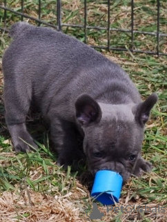 Photo №1. bouledogue - à vendre en ville de Georgioupoli | négocié | Annonce №129972