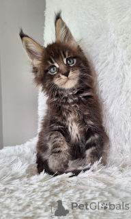 Photo №2 de l'annonce № 140364 de la vente maine coon - acheter à Belgique de la fourrière