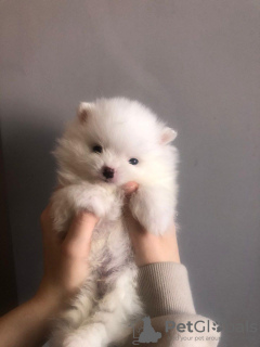 Photos supplémentaires: Champion Sired Males White Cream Pomeranian