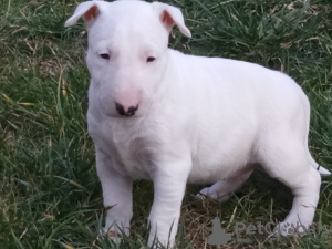 Photo №2 de l'annonce № 18144 de la vente bull terrier - acheter à Fédération de Russie annonce privée