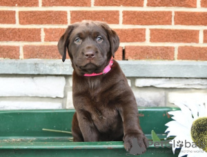 Photo №3. Chiots Labrador Retriever. Chypre