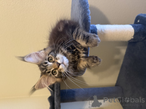 Photo №3. Maine Coon. USA