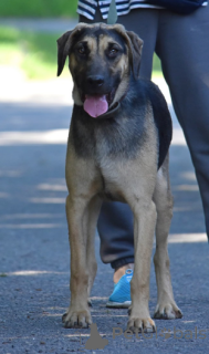 Photo №1. chien bâtard - à vendre en ville de Minsk | Gratuit | Annonce №166920