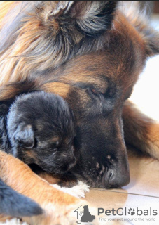 Photo №2 de l'annonce № 69573 de la vente berger allemand - acheter à Pologne annonce privée, éleveur