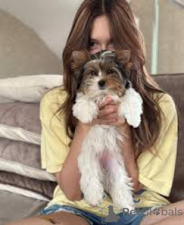 Photo №2 de l'annonce № 165947 de la vente yorkshire terrier - acheter à Portugal annonce privée, éleveur