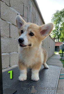 Photo №3. chiots corgi gallois. Serbie