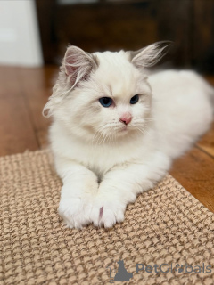 Photo №4. Je vais vendre ragdoll en ville de Cermatt. annonce privée - prix - 850€