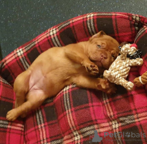 Photo №2 de l'annonce № 78231 de la vente dogue de bordeaux - acheter à Pologne annonce privée