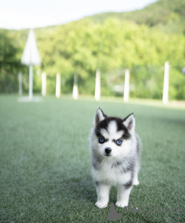 Photo №2 de l'annonce № 144368 de la vente chien bâtard - acheter à Allemagne annonce privée, éleveur