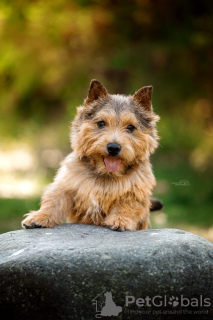 Photos supplémentaires: Terrier de Norwich