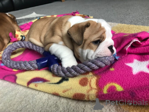 Photo №1. bulldog anglais - à vendre en ville de Barcelone | 500€ | Annonce №141027