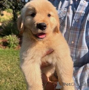 Photo №1. golden retriever - à vendre en ville de Goyave | négocié | Annonce №172955