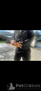 Photo №3. (Chihuahua) 2 Glyká, Panémorfa tsiouáoua.. Grèce