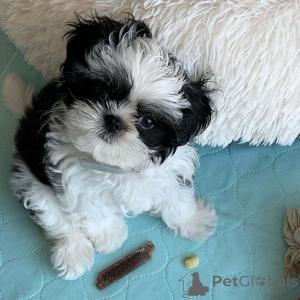 Photo №1. shih tzu - à vendre en ville de Heidelberg | négocié | Annonce №140722
