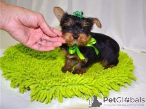 Photo №1. yorkshire terrier - à vendre en ville de Веймар | 350€ | Annonce №119002