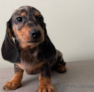 Photo №3. Chiot Teckel Lex. La Grande-Bretagne