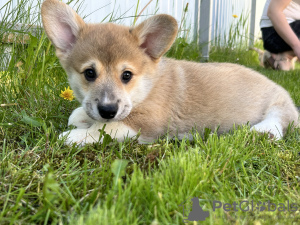 Photos supplémentaires: Chiots Welsh Corgi Pembroke