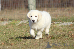 Photo №2 de l'annonce № 135599 de la vente golden retriever - acheter à Allemagne annonce privée, éleveur